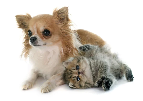 Kot egzotyczny krótkowłosy i chihuahua — Zdjęcie stockowe