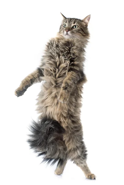 Tabby-Katze aufrecht — Stockfoto