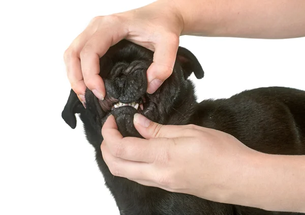 Tänder av svart mops — Stockfoto