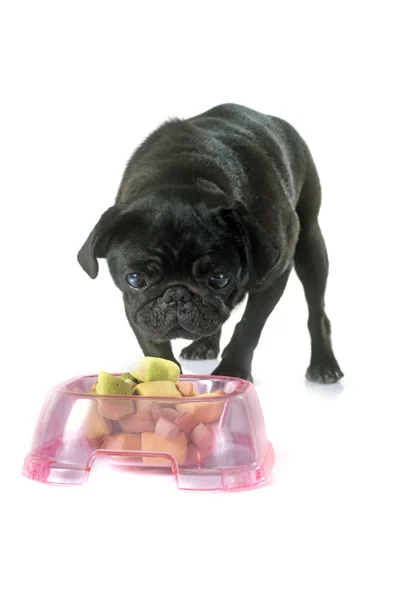 Comer pug preto — Fotografia de Stock