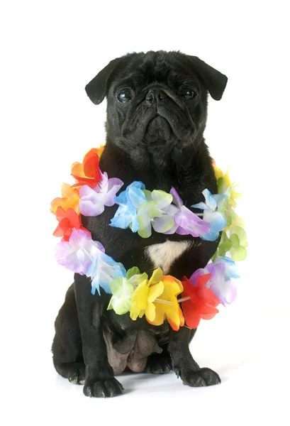 Black pug and flower collar — Stock Photo, Image