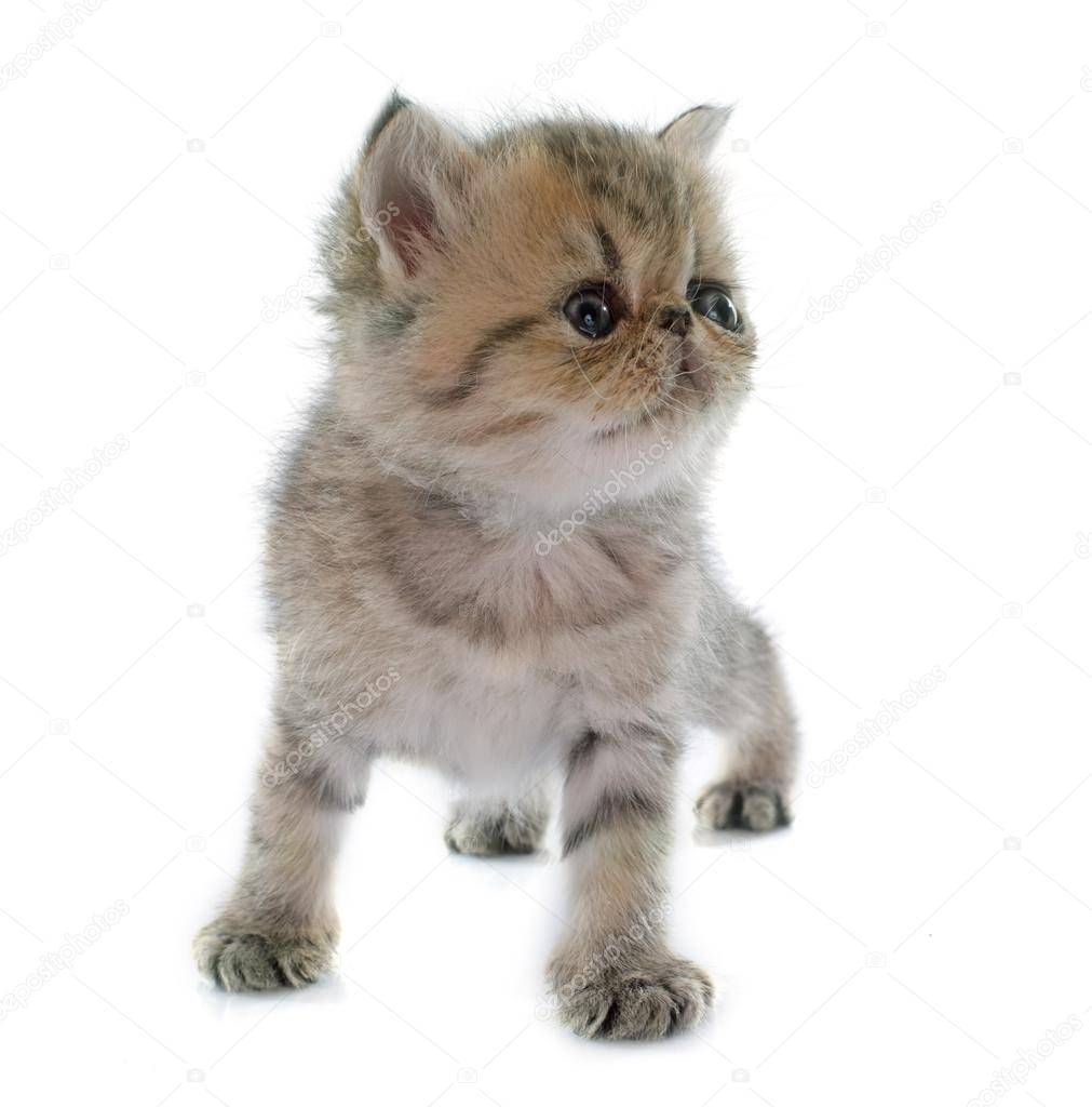 Exotic Shorthair Stock Photos Royalty Free Exotic Shorthair Images Depositphotos