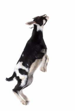 siyah ve beyaz çocuk emme