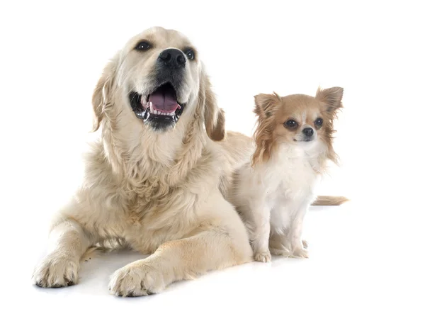 Golden retriever y chihuahua — Foto de Stock