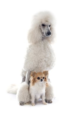 Beyaz standart kaniş ve chihuahua