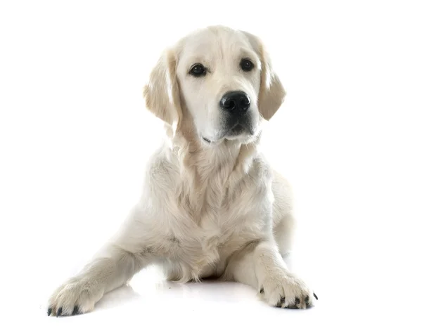 Joven golden retriever — Foto de Stock