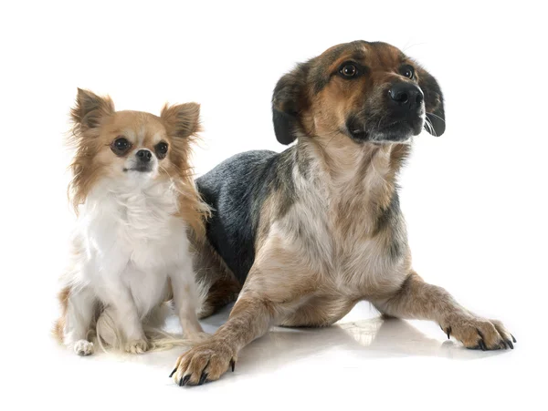 Mixed-Breed Dog and chihuahua — Stock Photo, Image