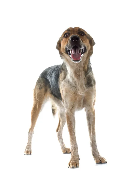 Mixed-Breed Dog — Stock Photo, Image