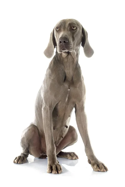 Weimaraner — Foto Stock