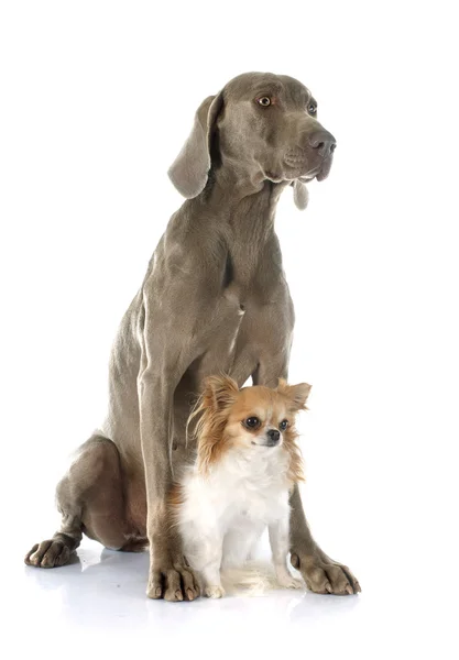 Weimaraner ve chihuahua — Stok fotoğraf