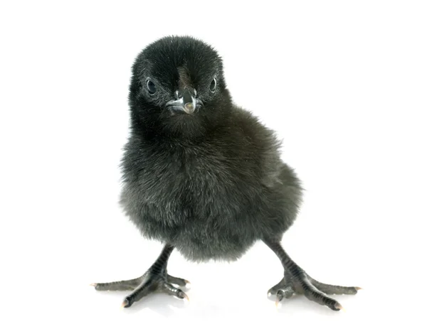 Ayam cemani polluelo — Foto de Stock