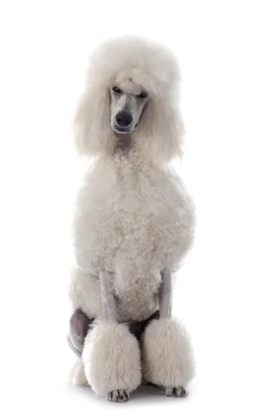 Poodle padrão branco — Fotografia de Stock