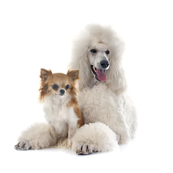 White Standard Poodle and chihuahua — Stock Photo, Image