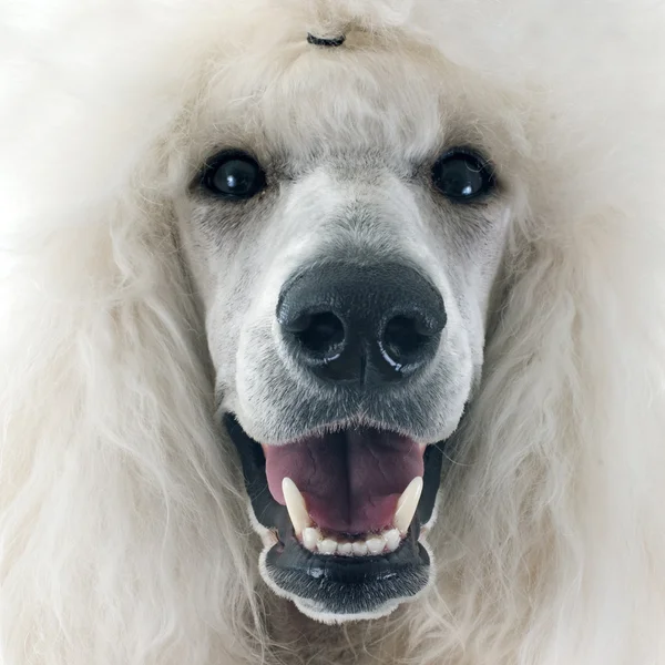 Weißer Standard-Pudel — Stockfoto