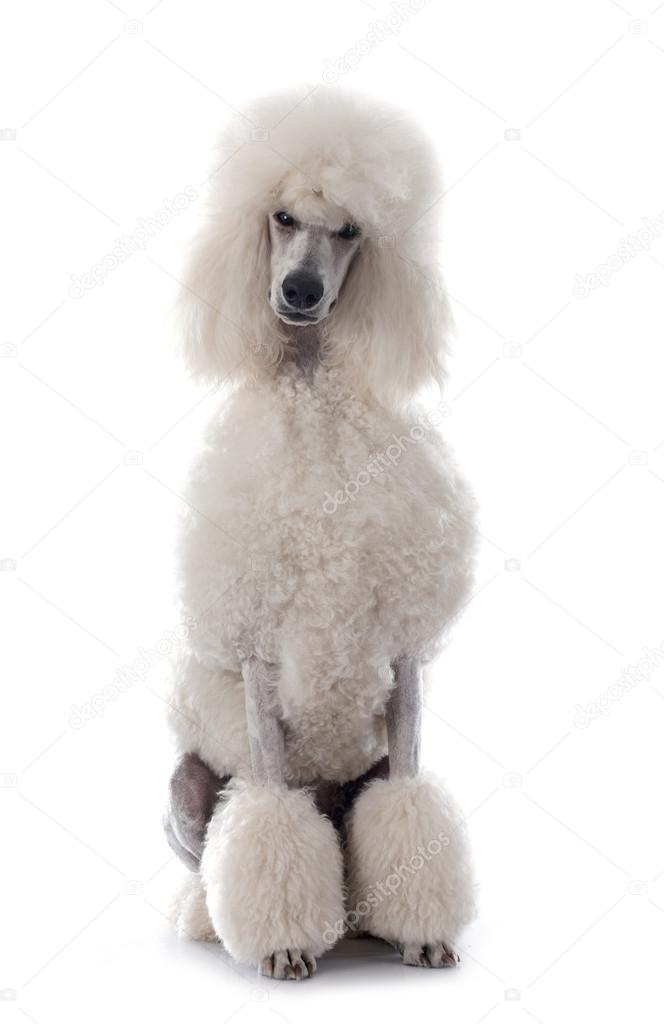 White Standard Poodle — Stock Photo © cynoclub #69265977