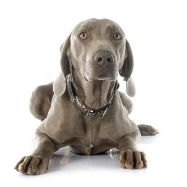Weimaraner