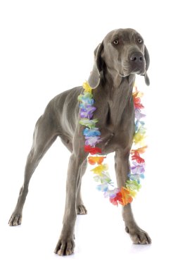 Weimaraner