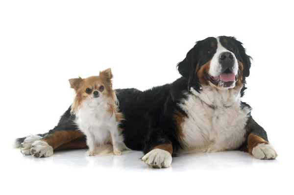 Chihuahua ve bernese dağ köpeği — Stok fotoğraf