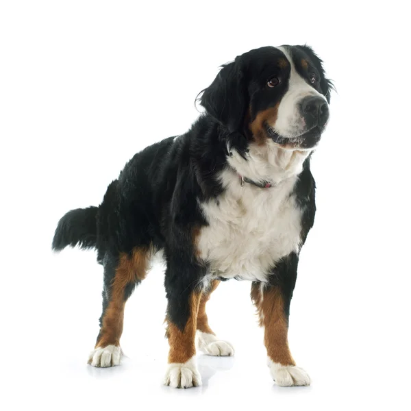Bernese Mountain dog — Stockfoto