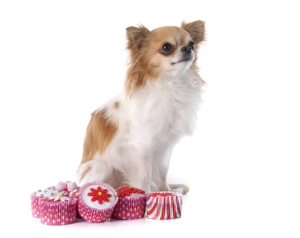 Chihuahua and cupcakes — Stock Photo, Image