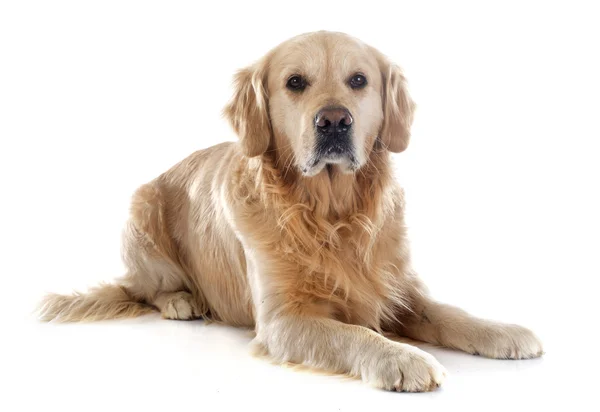 Golden retriever — Stock Photo, Image