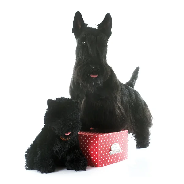 Écossais terrier et jouet — Photo