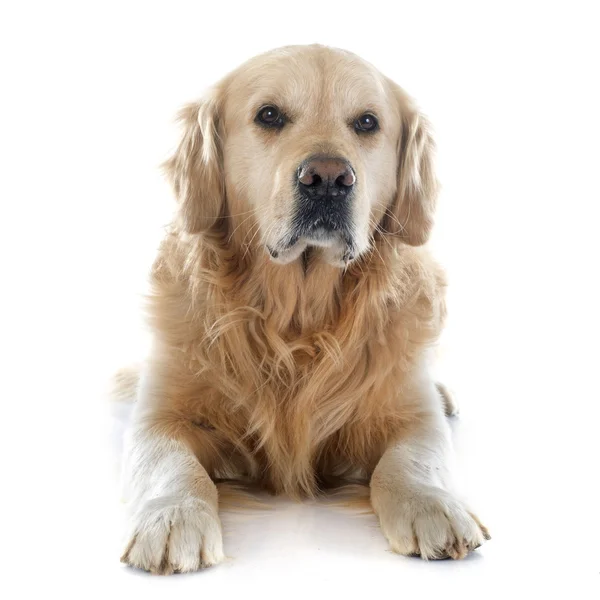 Perro perdiguero de oro — Foto de Stock