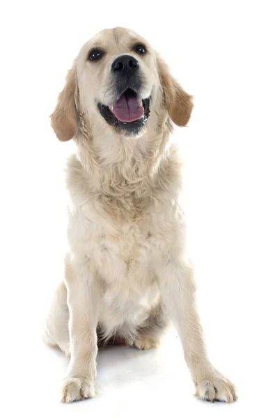 Golden retriever — Stock Photo, Image