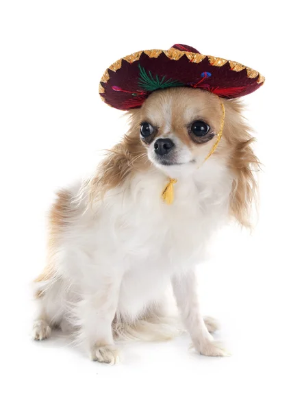 Chihuahua ve sombrero — Stok fotoğraf