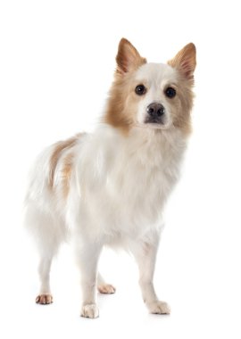 İzlandalı çoban köpeği