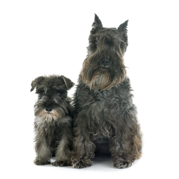 two Miniature Schnauzer