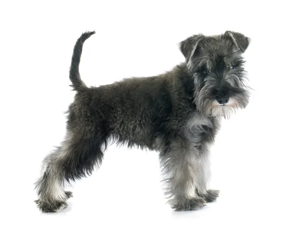 Schnauzer miniatura de cachorro —  Fotos de Stock