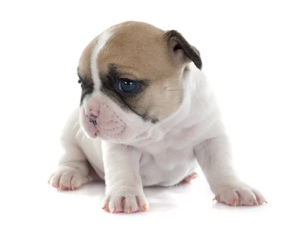 Cucciolo bulldog francese — Foto Stock