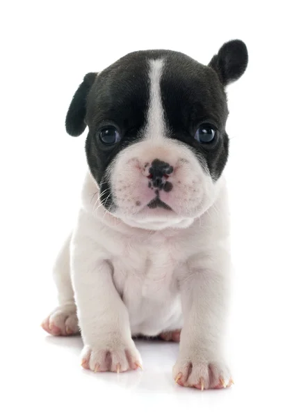 Welpe Französische Bulldogge — Stockfoto