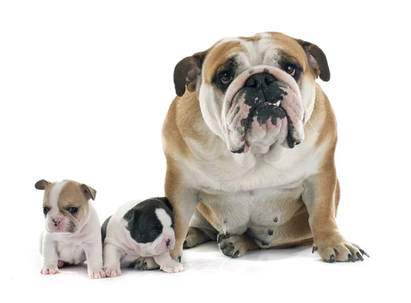 Welpen Französische Bulldogge und Englisch — Stockfoto