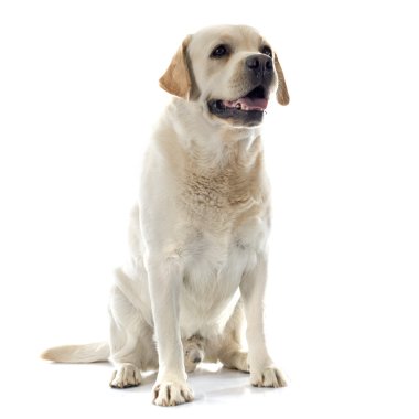 Labrador geri almak