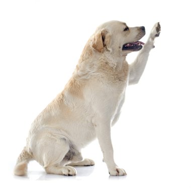 Labrador geri almak