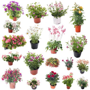 group of flower plants clipart