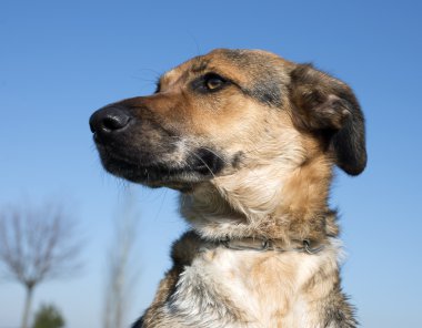 karışık-breed köpek