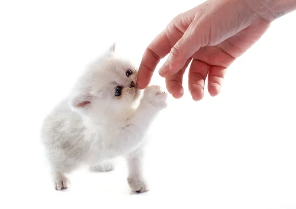 Jogar gatinho exótico shorthair — Fotografia de Stock