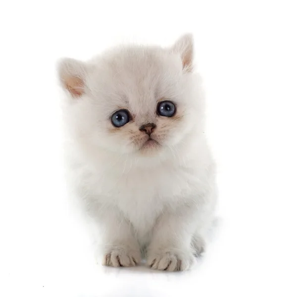 Kitten exotic shorthair — Stock Photo, Image