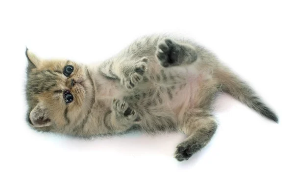 Котенок экзотическая короткошерстная — стоковое фото