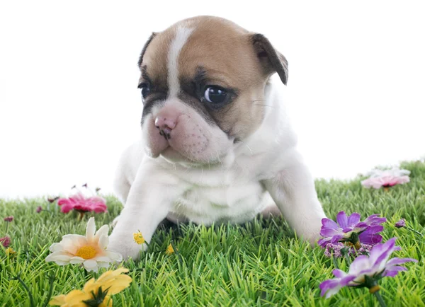 Puppy french bulldog — Stock Photo, Image