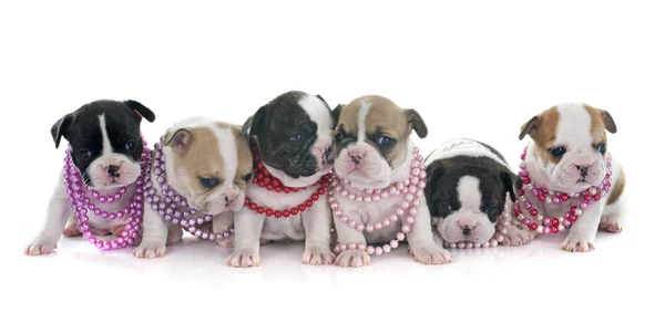 Puppies french bulldog — Stock Photo, Image