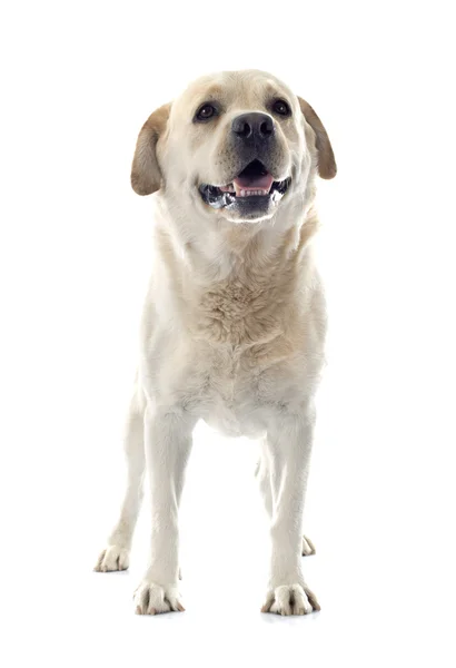 Labrador retriever - Stock-foto