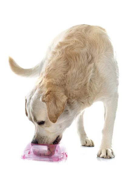 Labrador retriever y bowl — Foto de Stock