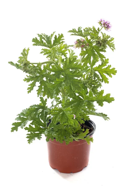 Pelargonium citronnellum — Foto Stock