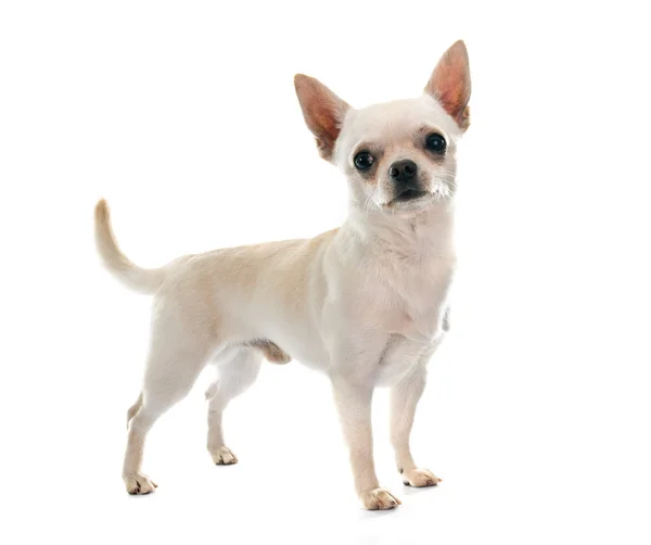 Chihuahua — Stockfoto