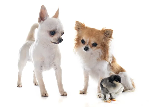 Chihuahuas and chick — Stock Photo, Image