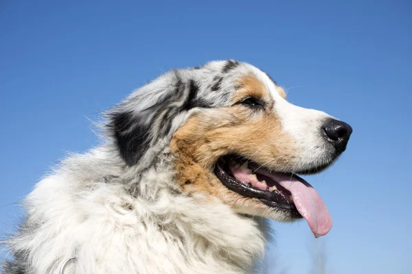 Australischer Schäferhund — Stockfoto